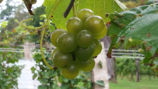 Winery «Basignani Winery», reviews and photos, 15722 Falls Rd, Sparks Glencoe, MD 21152, USA