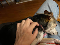 Tampa Metro Pets - Photo 8 - Car repair in , Tampa