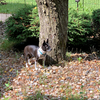 Nycole's Dog Training - Car repair in , South Lyon - Rated 5.0/5