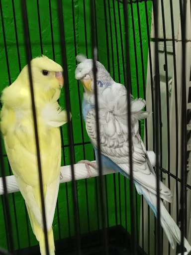 Pet Store «Inez Pet Shop», reviews and photos, 3825 Whittier Blvd, Los Angeles, CA 90023, USA