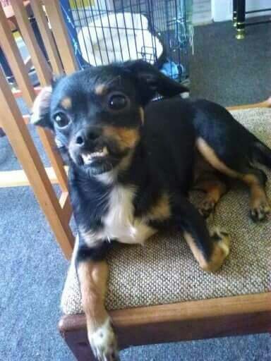 Pet Supply Store «Pet Supplies Plus», reviews and photos, 4505 S 76th St, Greenfield, WI 53220, USA