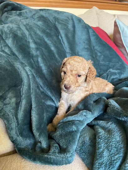 Treasure coast poodles ---Standard Poodles Puppies for Sale