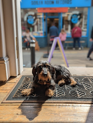 Dog Whisperer Poole & Bournemouth