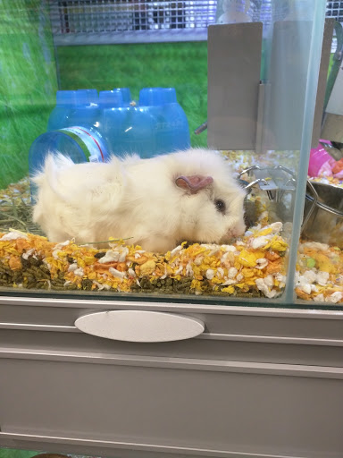 Pet Store «PetSmart», reviews and photos, 160 Passaic Ave #5, Kearny, NJ 07032, USA