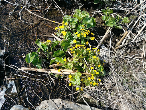 Nature Preserve «Bruce Vento Nature Sanctuary», reviews and photos, 4th St E, St Paul, MN 55106, USA