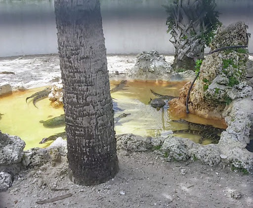 Nature Preserve «Big Cypress National Preserve», reviews and photos