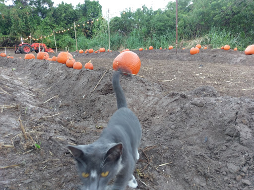 Winery «Sons & Daughters Farm and Winery», reviews and photos, 5926 Fearnley Rd, Lake Worth, FL 33467, USA