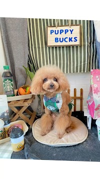 犬のトリミング ・ようちえん PUPPY