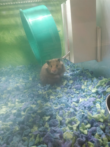 Places to buy a hamster in San Francisco