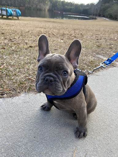 Pet Supply Store «Lazy Creek Discount Pet Food & Supplies», reviews and photos, 351 E Church St, Leesville, SC 29070, USA