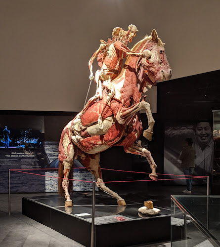 Reviews of BODY WORLDS London in London - Museum