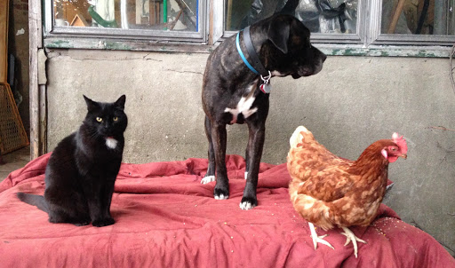 Photo of Brooklyns Finest Dog Training