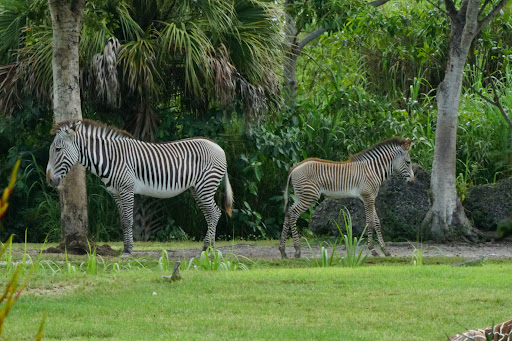 Zoo «Zoo Miami», reviews and photos, 12400 SW 152nd St, Miami, FL 33177, USA