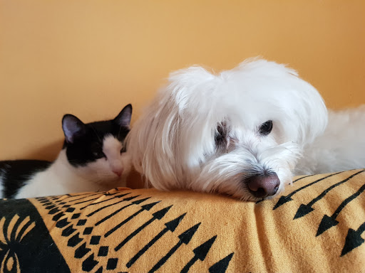 Cotas Clínica Veterinaria en Palma