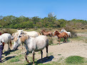 Maison du Cheval Camargue Saintes-Maries-de-la-Mer