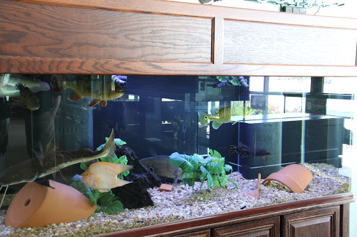 Tropical Fish Store «Optimum Aquarium», reviews and photos, 840 Ernest W Barrett Pkwy NW #700, Kennesaw, GA 30144, USA