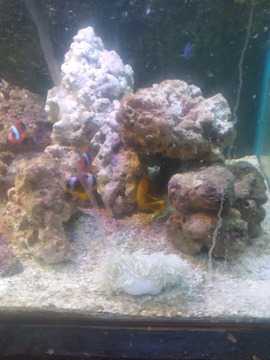 Pet Store «Exotic Fish», reviews and photos, 406 Northside Dr # F, Valdosta, GA 31602, USA