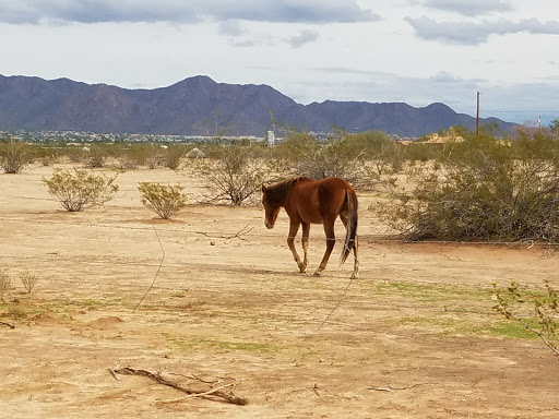 Golf Course «Talking Stick Golf Club», reviews and photos, 9998 E Indian Bend Rd, Scottsdale, AZ 85256, USA