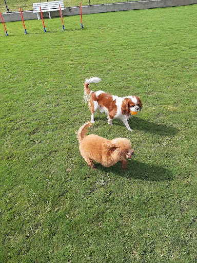 Pensioni per cani e dog hotel a Pet Service Cosenza Pensione per cani -  taxi dog - parco giochi per cani