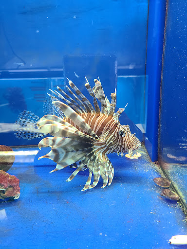 Tropical Fish Store «Blakes Aqua Den LLC», reviews and photos, 1263 E Main St, Meriden, CT 06450, USA