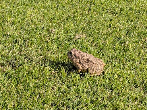 Country Club «Union Hills Country Club», reviews and photos, 9860 W Lindgren Ave, Sun City, AZ 85373, USA