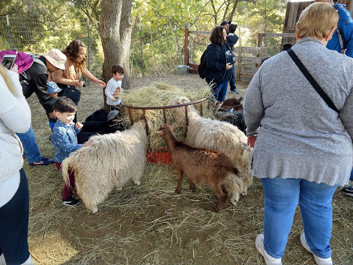 Childrens farm Roseville