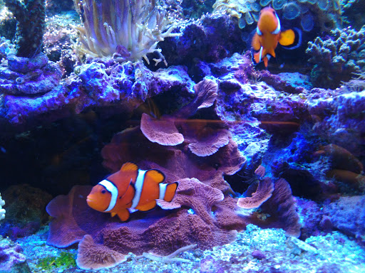 Pet Store «Pets Plus-Reptiles & Exotic», reviews and photos, 421 West Ave, Lockport, NY 14094, USA