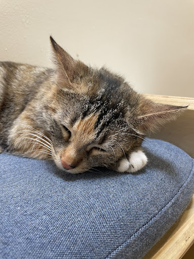KitTea Cat Lounge image