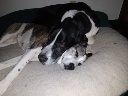 Pet Supply Store «Pet Food Plus», reviews and photos, 2819 E Hamilton Ave, Eau Claire, WI 54701, USA