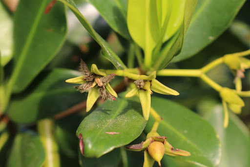 Nature Preserve «Perico Preserve», reviews and photos, 11700 Manatee Ave W, Bradenton, FL 34209, USA