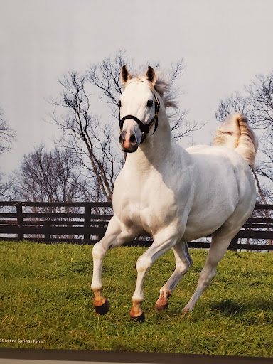 Museum «Kentucky Derby Museum», reviews and photos, 704 Central Ave, Louisville, KY 40208, USA