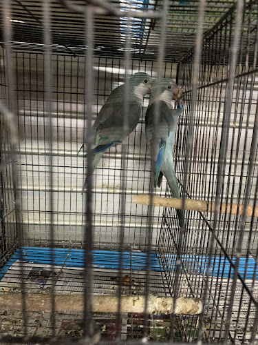 Comentarii opinii despre BIRD KEEPERS