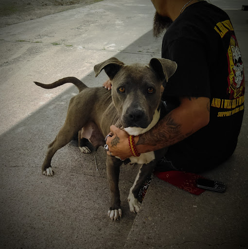 Animal Hospital «Animal Medical Corpus Christi», reviews and photos, 6822 Everhart Rd, Corpus Christi, TX 78413, USA