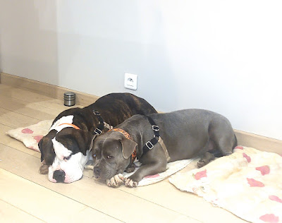 DEMETRE HERVE CENTRE CANIN DU VALAT DE PERRET à Lussan