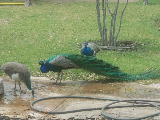 Wedding Venue «Rancho La Mission», reviews and photos, 14047 Henze Rd, San Antonio, TX 78223, USA