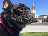 In Cahoots with Canines - Photo 7 - Car repair in , San Francisco
