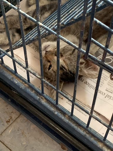 Pet Store «Night Stalkers Pet Emporium», reviews and photos, 5008 Madison Ave, Anderson, IN 46013, USA