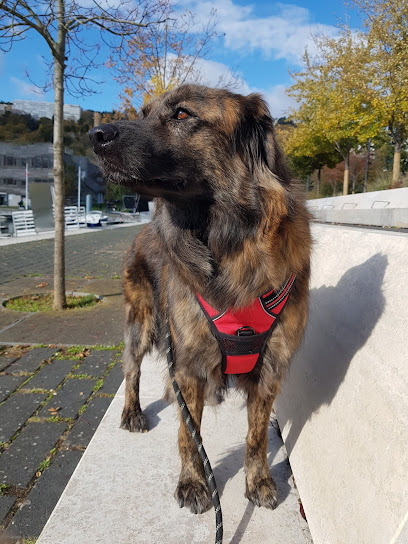 La petite meute de Laura