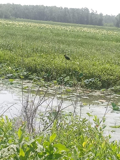 Nature Preserve «Marais Temps Clair Conservation Area», reviews and photos, 5134 Island Road, St Charles, MO 63301, USA