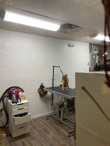 Pet Groomer «Oasis Dog Spa & Shoppe», reviews and photos, 2911 Centre Ave #2, Reading, PA 19605, USA
