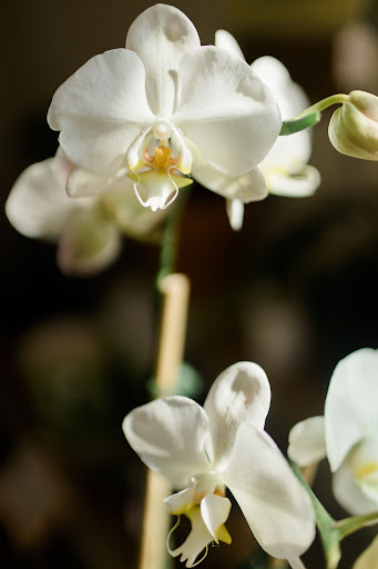 Florist «Island Orchids», reviews and photos, 2204 W Colorado Ave, Colorado Springs, CO 80904, USA