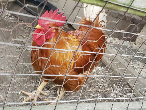 Zoo «Queens Zoo», reviews and photos, 53-51 111th St, Corona, NY 11368, USA