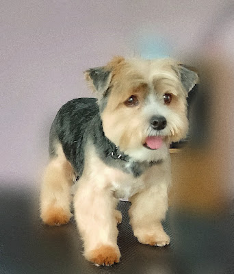 Pampered Paws Cross Hands