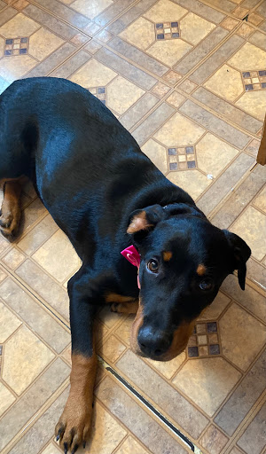 Pet Supply Store «Unleashed by Petco», reviews and photos, 81 7th Ave, Brooklyn, NY 11217, USA