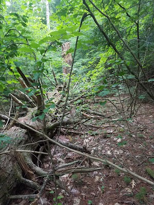 Litchfield State Forest - photo 32