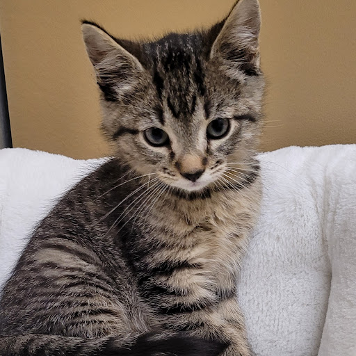 Pet Store «PV Pets», reviews and photos, 233 S Broadway, Pennsville, NJ 08070, USA