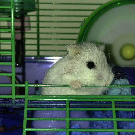 Pet Store «PetSmart», reviews and photos, 3720 River Point Parkway, Sheridan, CO 80110, USA