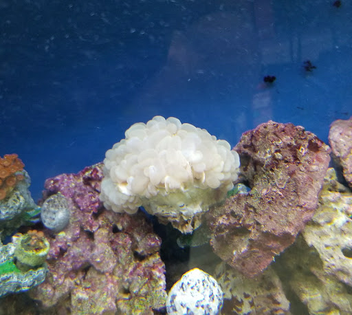 Pet Store «Petland Discounts - LI City», reviews and photos, 34-60 48th Ave, Queens, NY 11101, USA