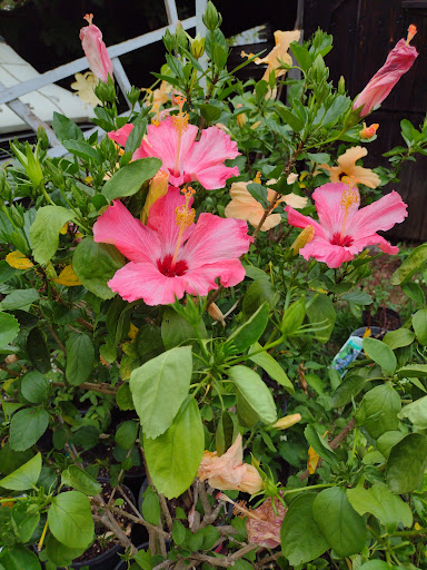 Home Improvement Store «Menards», reviews and photos, 125 73rd St, South Haven, MI 49090, USA