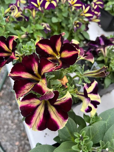 Florist «TG Designs», reviews and photos, 19231 Longmeadow Rd, Hagerstown, MD 21742, USA